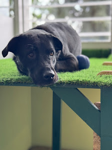 Woofy: Garderie and Pension-Hôtel pour Chien thumb 5